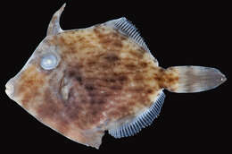 Image of Planehead Filefish