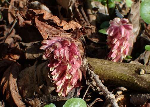 Image of common toothwort