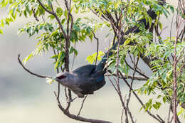 Image of Green-billed Malkoha