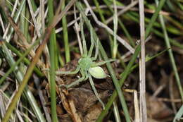 Image of Green Huntsman