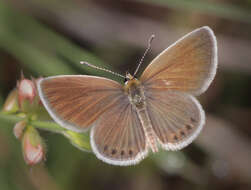 Image of Oriental Grass Jewel