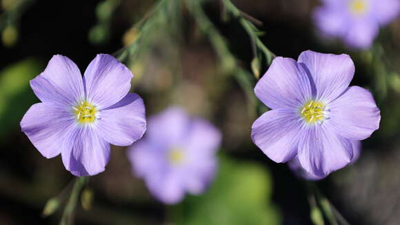 Imagem de Linum alpinum Jacq.