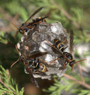 Image of Polistes humilis (Fabricius 1781)