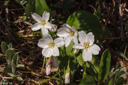 Image of lanceleaf springbeauty