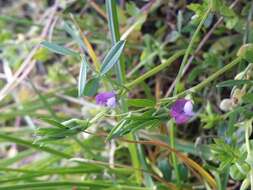 Imagem de Vicia lathyroides L.