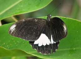 صورة Papilio ambrax Boisduval 1832