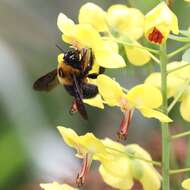 Image of Japanese carpenter bee