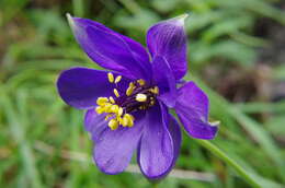 Image of Alpine Columbine