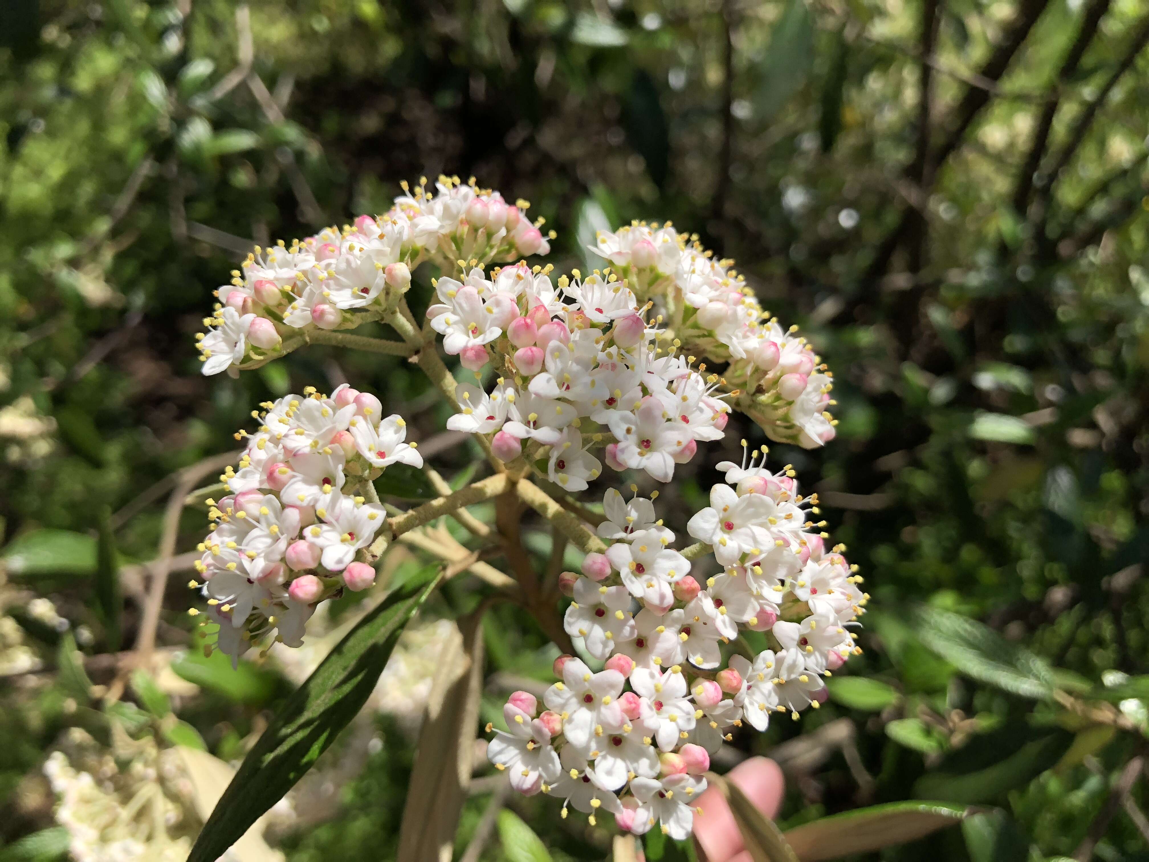 Plancia ëd Viburnum rhytidophyllum Hemsl. ex Forb. & Hemsl.