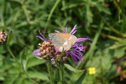 Plancia ëd Coenonympha glycerion