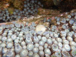 Image of sea anemones