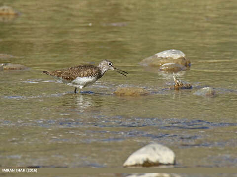 Image of Green Sandpiper