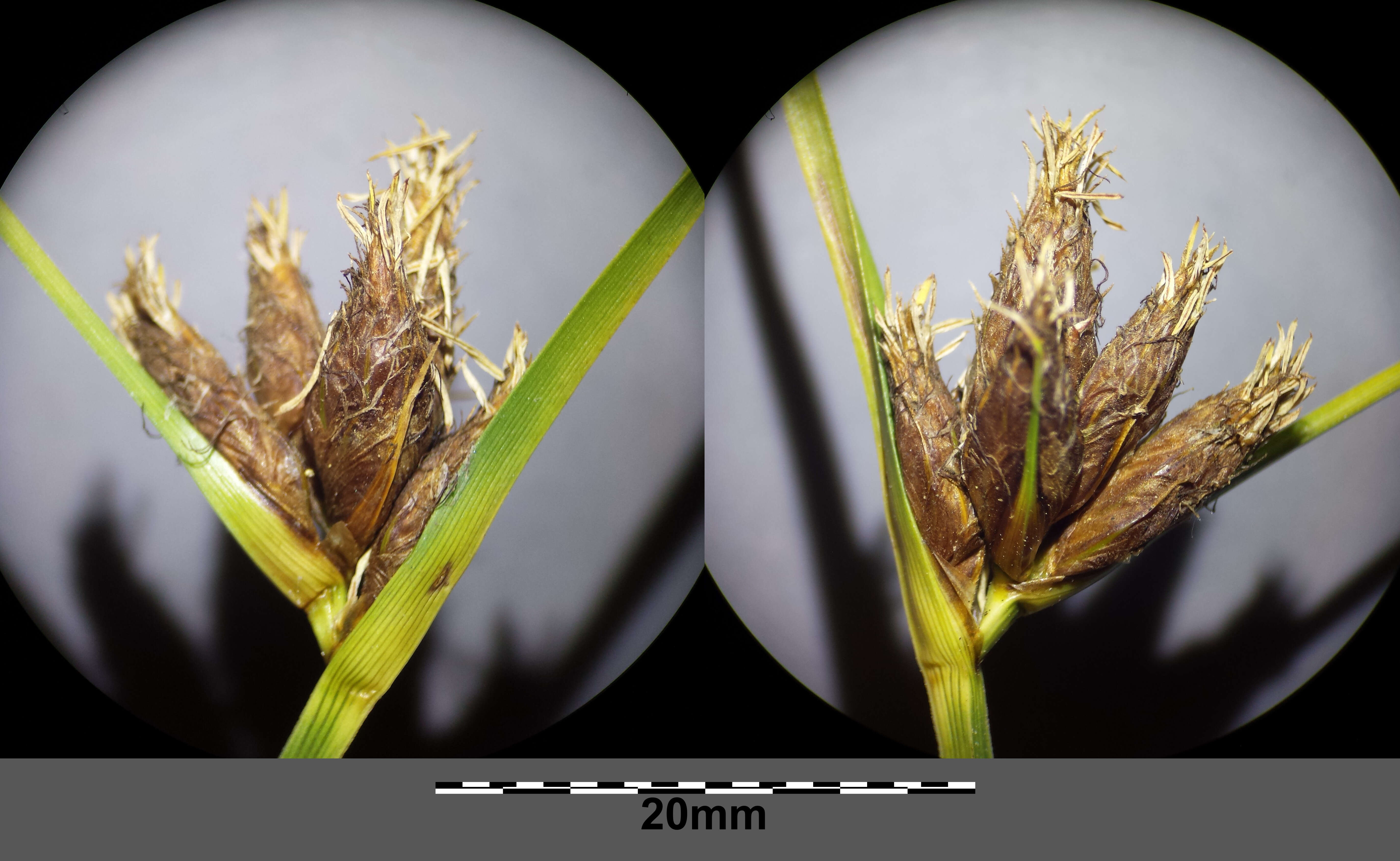 Image of Bolboschoenus planiculmis (F. Schmidt) T. V. Egorova