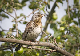 Image of Fieldfare