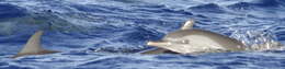 Image of Bridled Dolphin