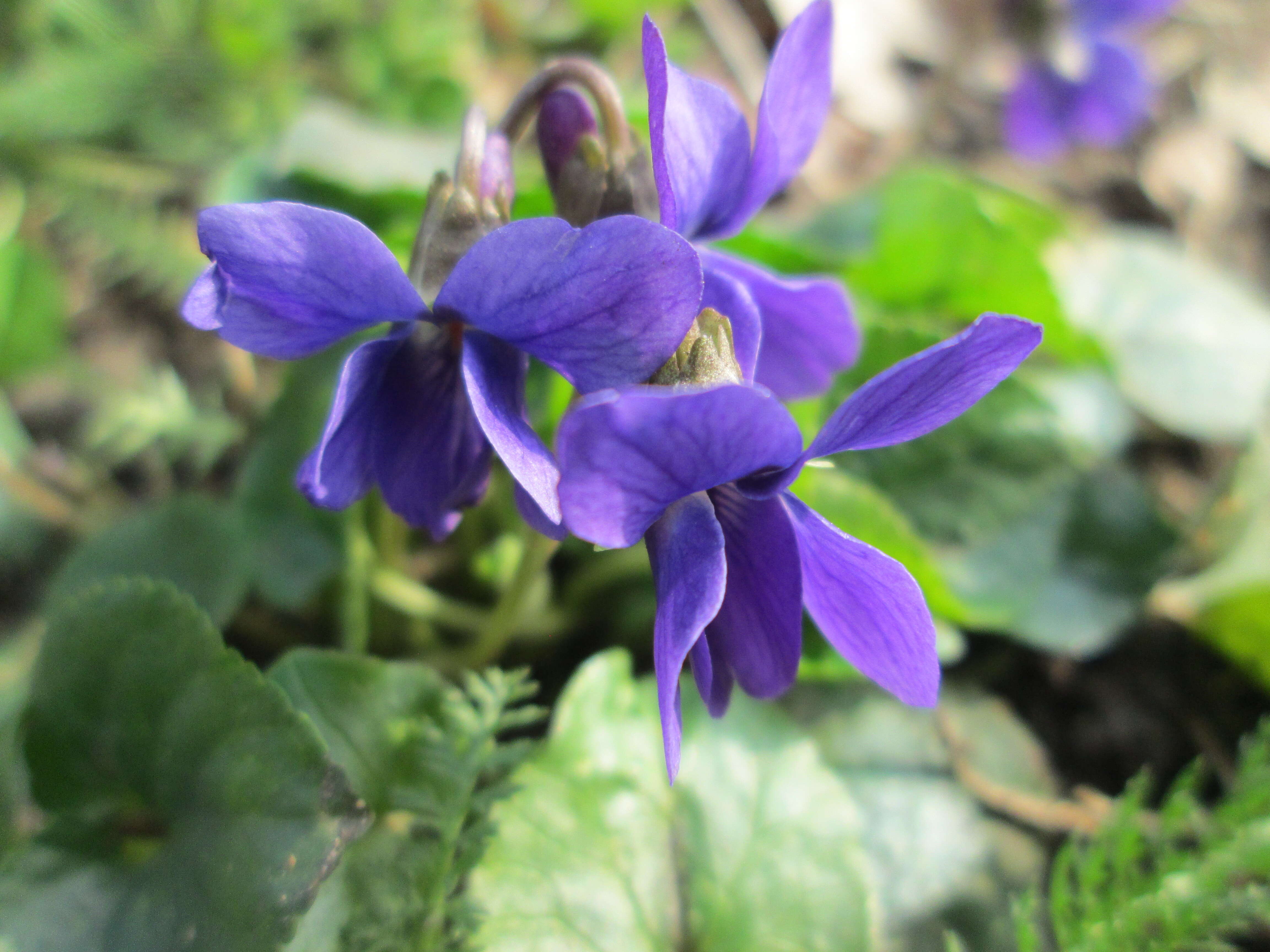 Image of sweet violet