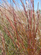 Image de Schizachyrium scoparium (Michx.) Nash