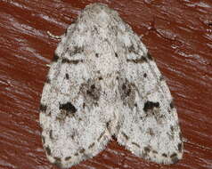 Image of Little White Lichen Moth