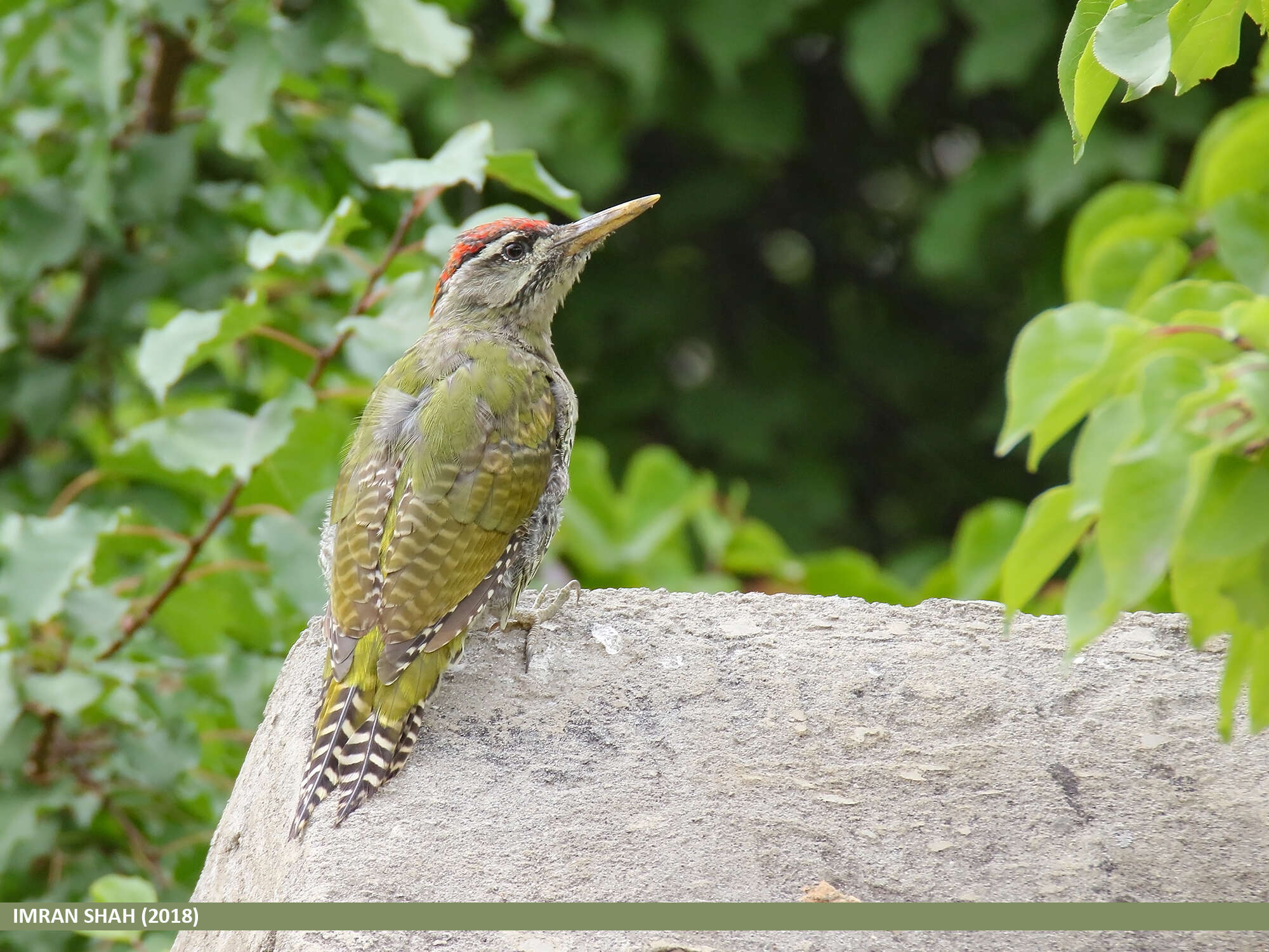 Image of Scaly-bellied Woodpecker