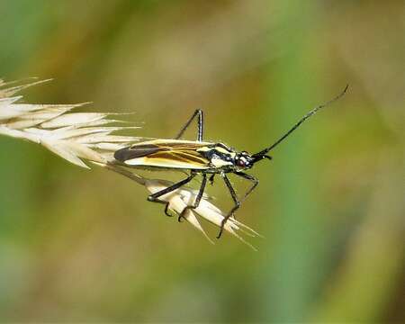 صورة Leptopterna dolabrata (Linnaeus 1758)