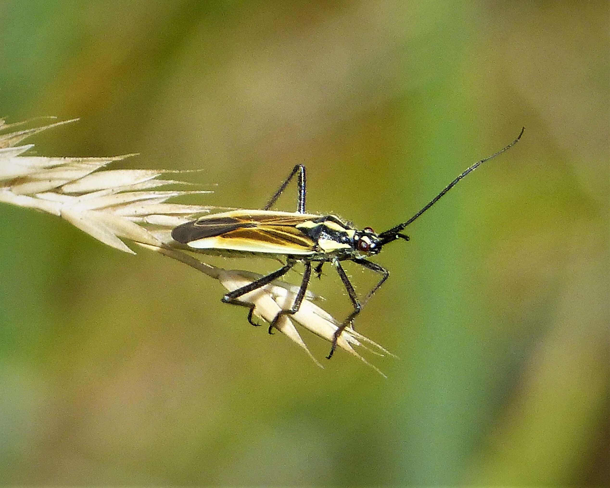 Слика од Leptopterna dolabrata (Linnaeus 1758)