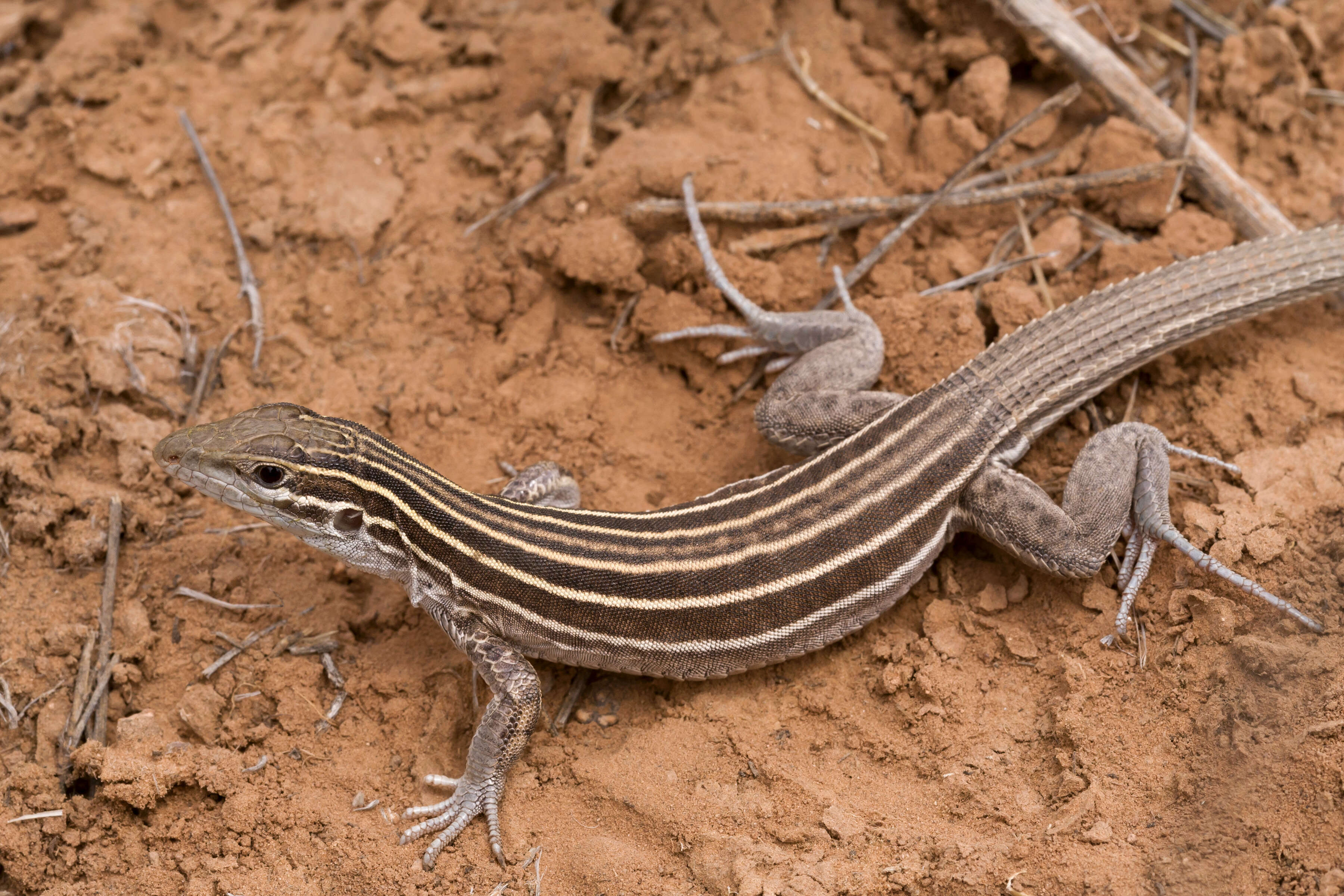 Image of Plateau Striped Whiptail