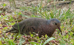 Image of Common Ground Dove