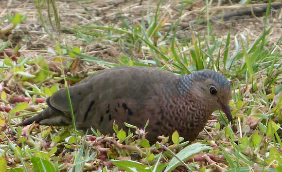 Image of Common Ground Dove