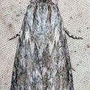 Image of Acronicta oblinita