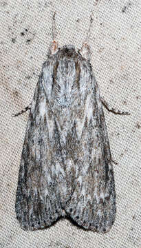 Image of Acronicta oblinita