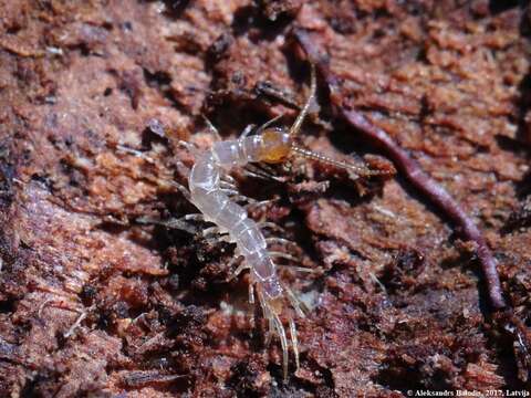 Image of Common centipede