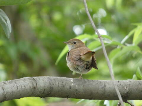 Image of nightingale, common nightingale