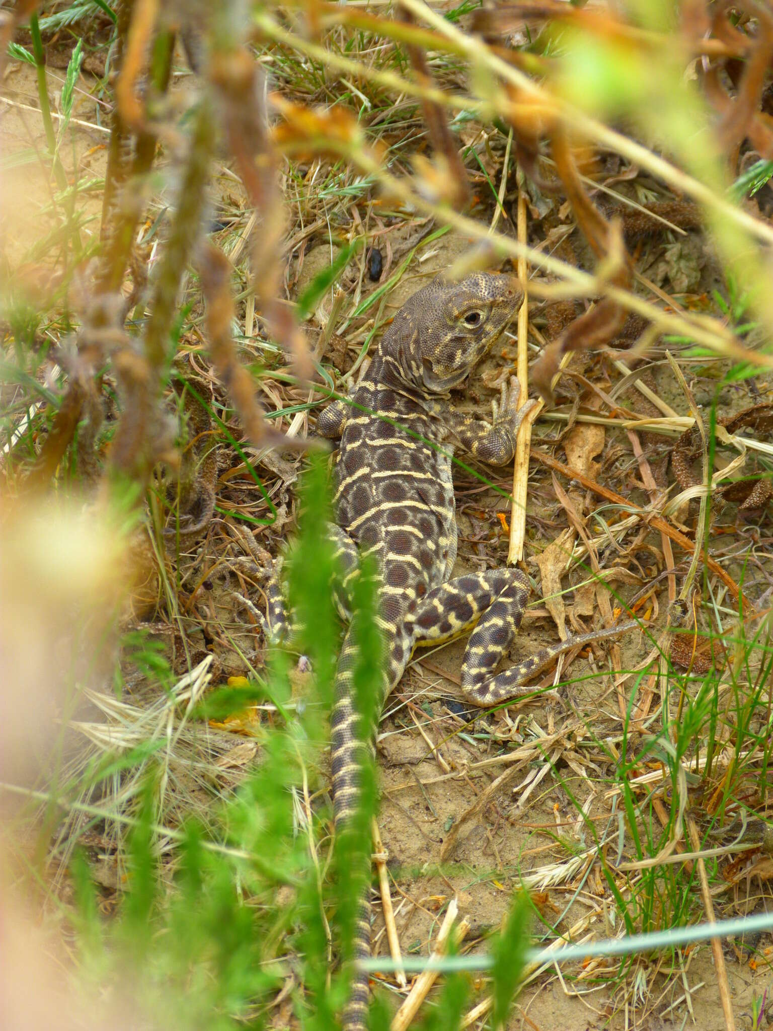 Image of Bluntnose Leopard Lizard