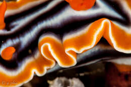 Image de Chromodoris magnifica (Quoy & Gaimard 1832)