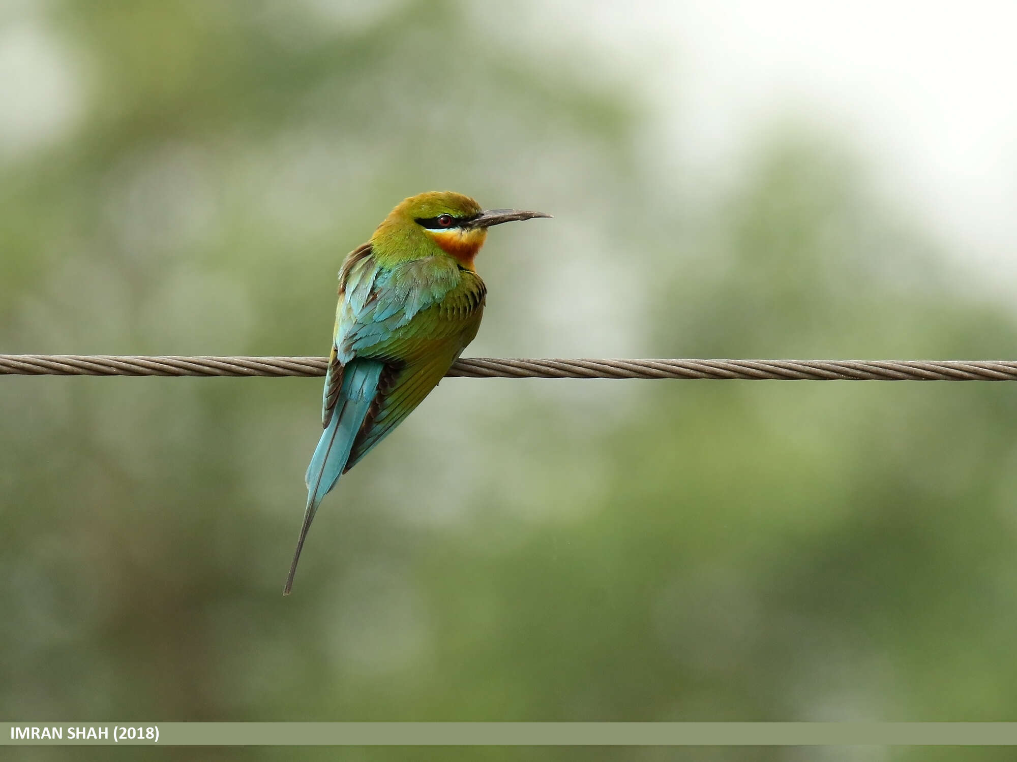 Image of Blue-tailed Bee-eater