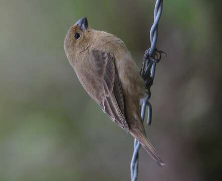 Image of Ruddy-breasted Seedeater