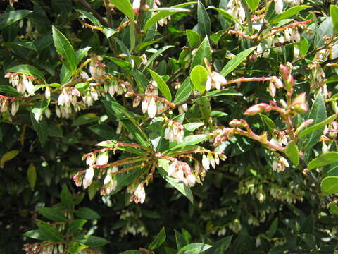 Plancia ëd Vaccinium consanguineum Klotzsch