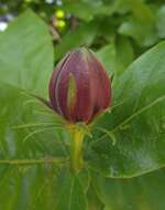 Image of western sweetshrub