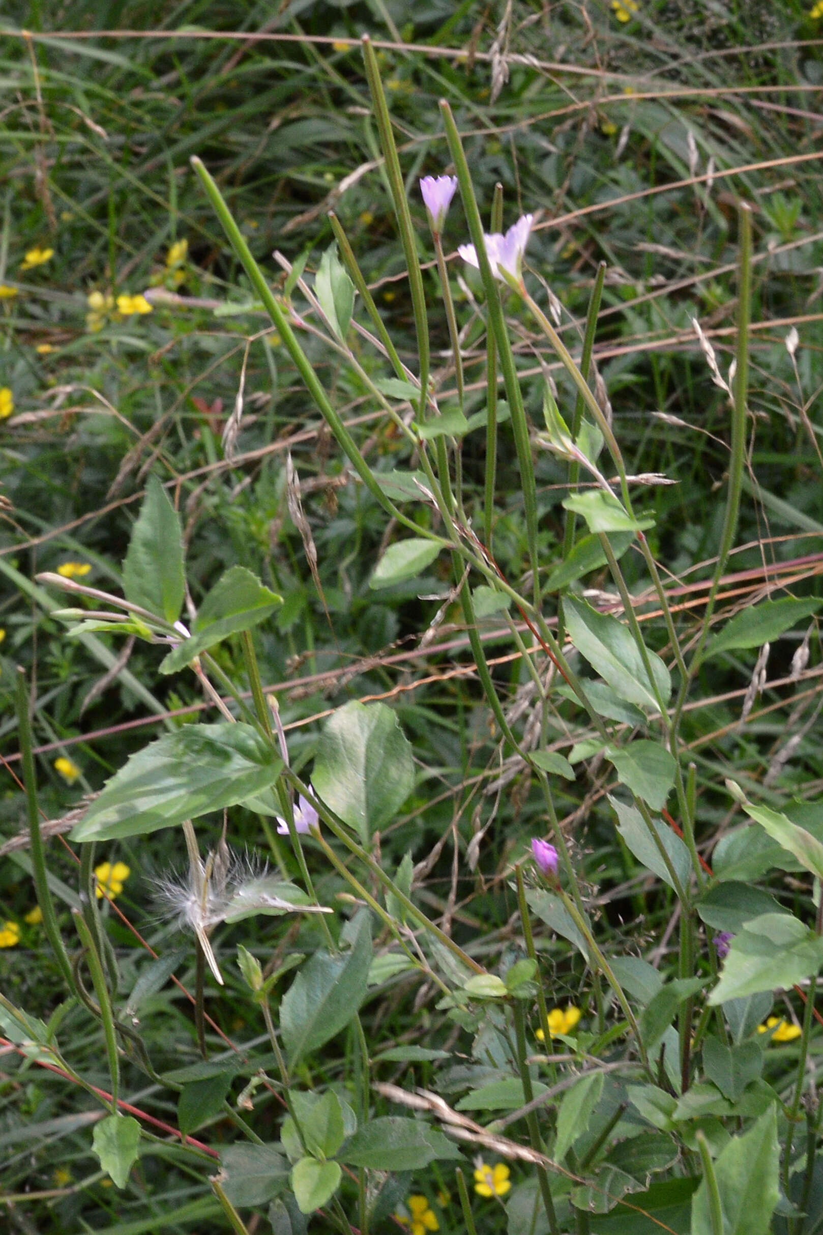 Image of willowherb