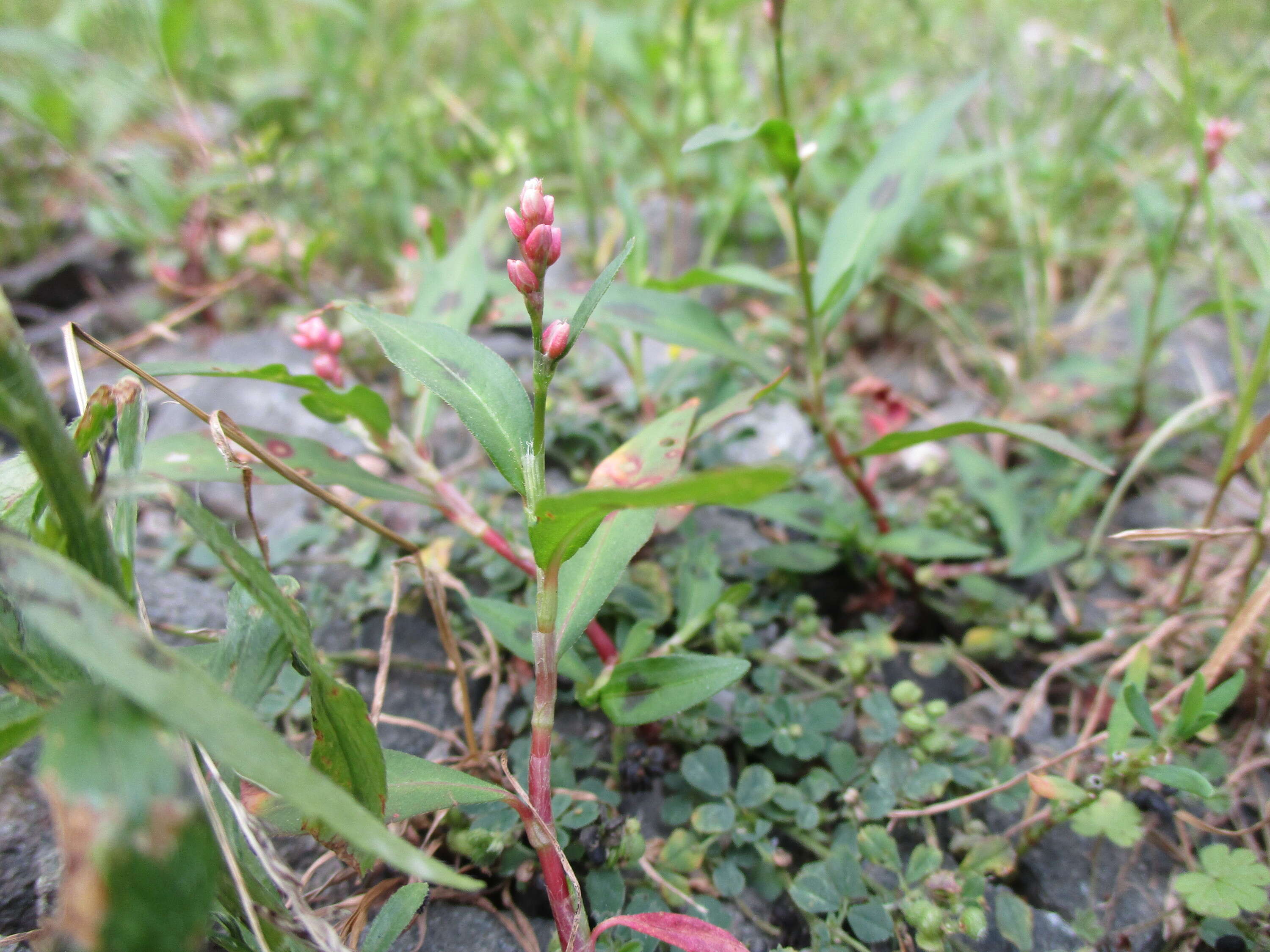 Image of Dock-Leaf Smartweed