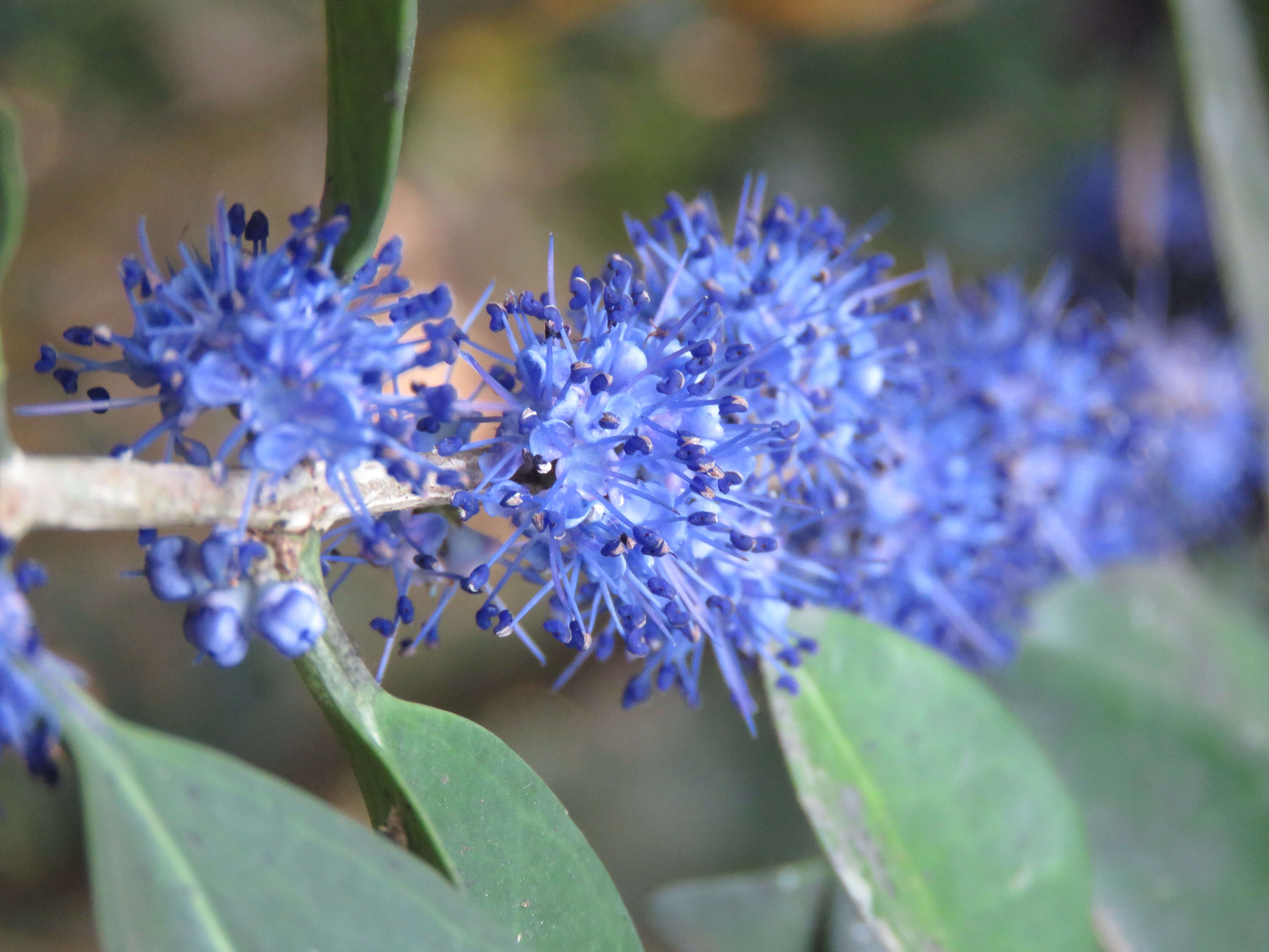 Image of Memecylon umbellatum Burm. fil.