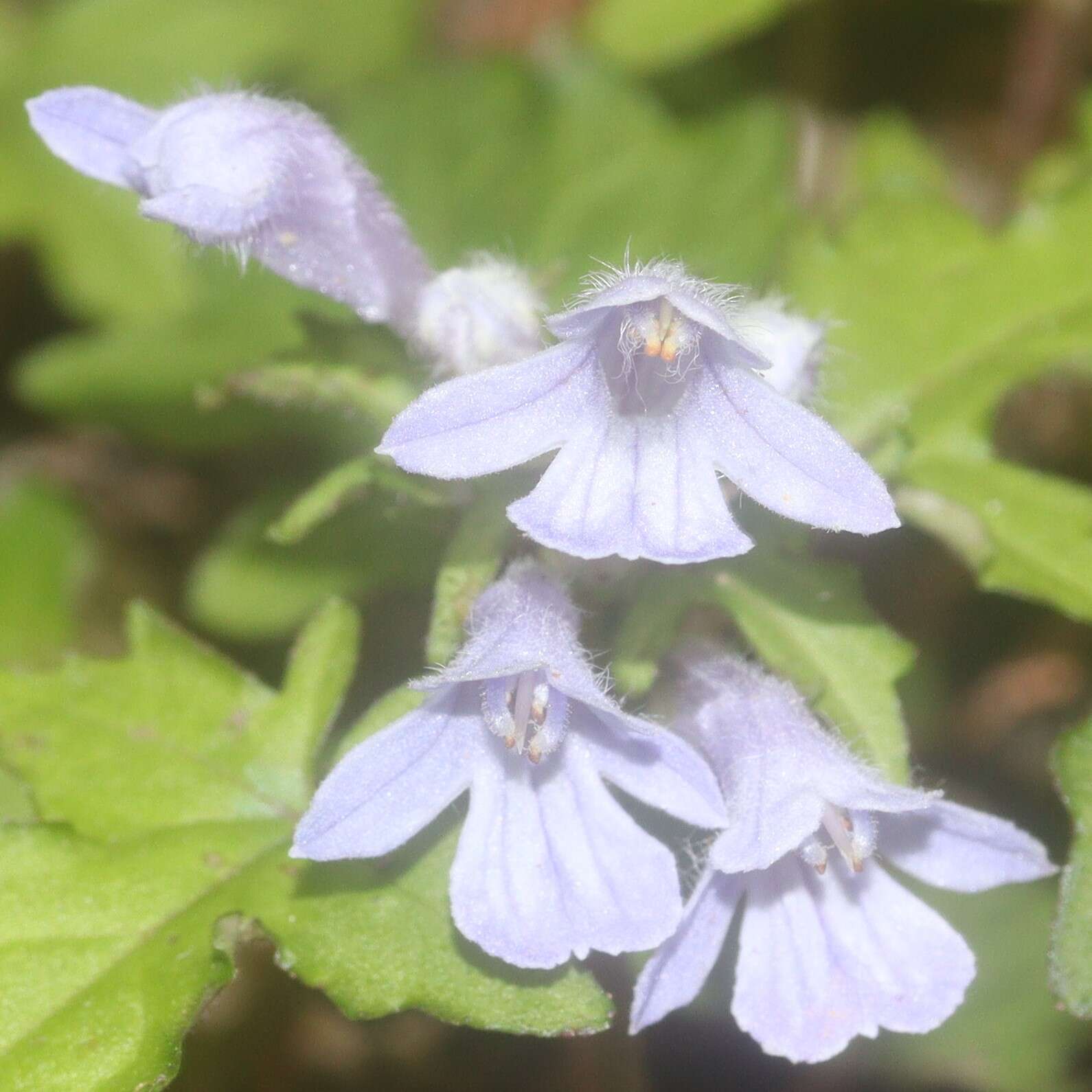 Image of Ajuga japonica Miq.