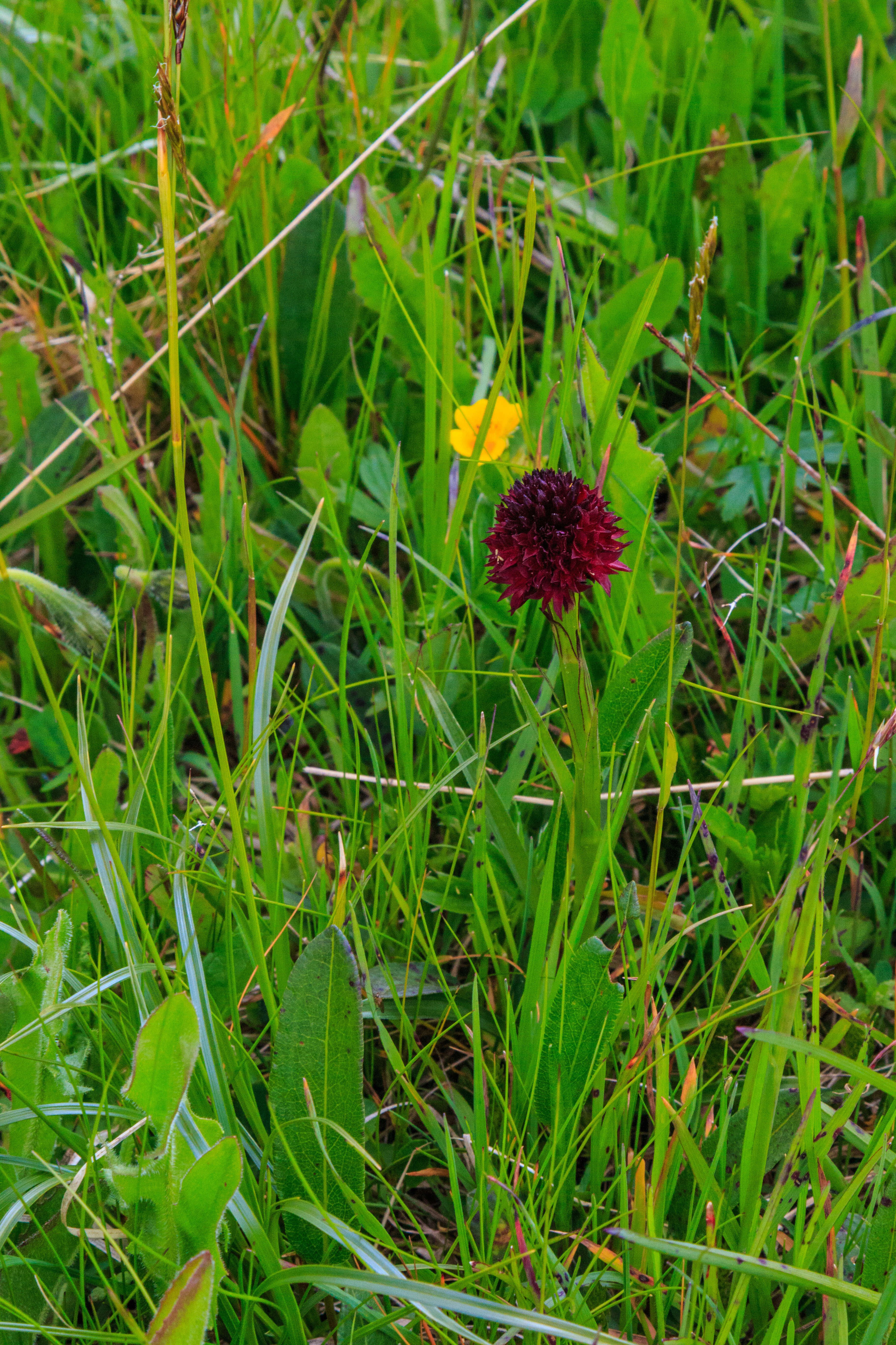 Gymnadenia nigra (L.) Rchb. fil.的圖片