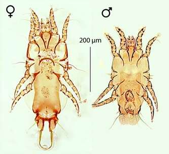 Слика од Proctophyllodes