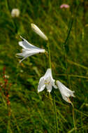 Image of St. Bruno's Lily