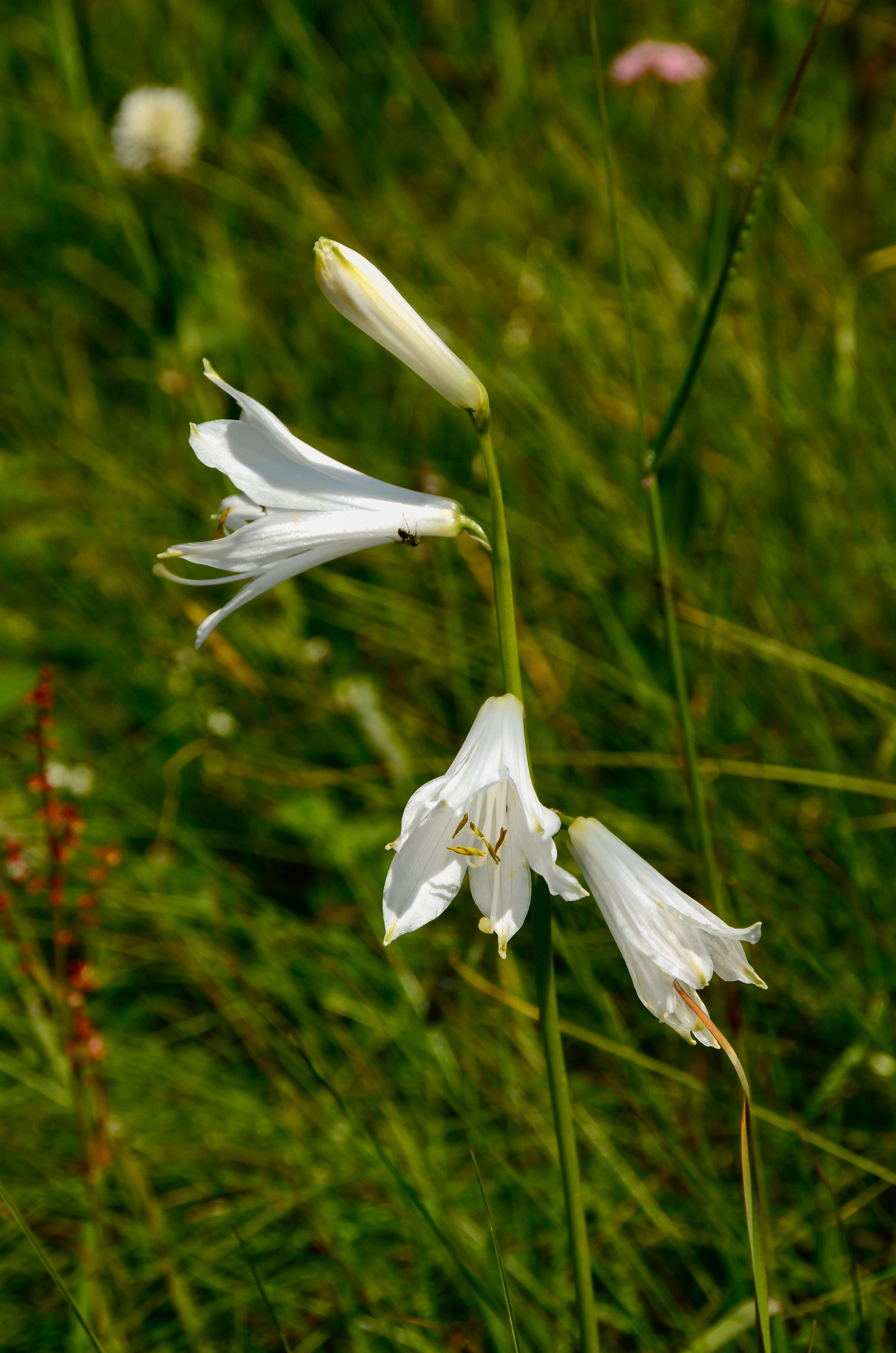 Image of St. Bruno's Lily