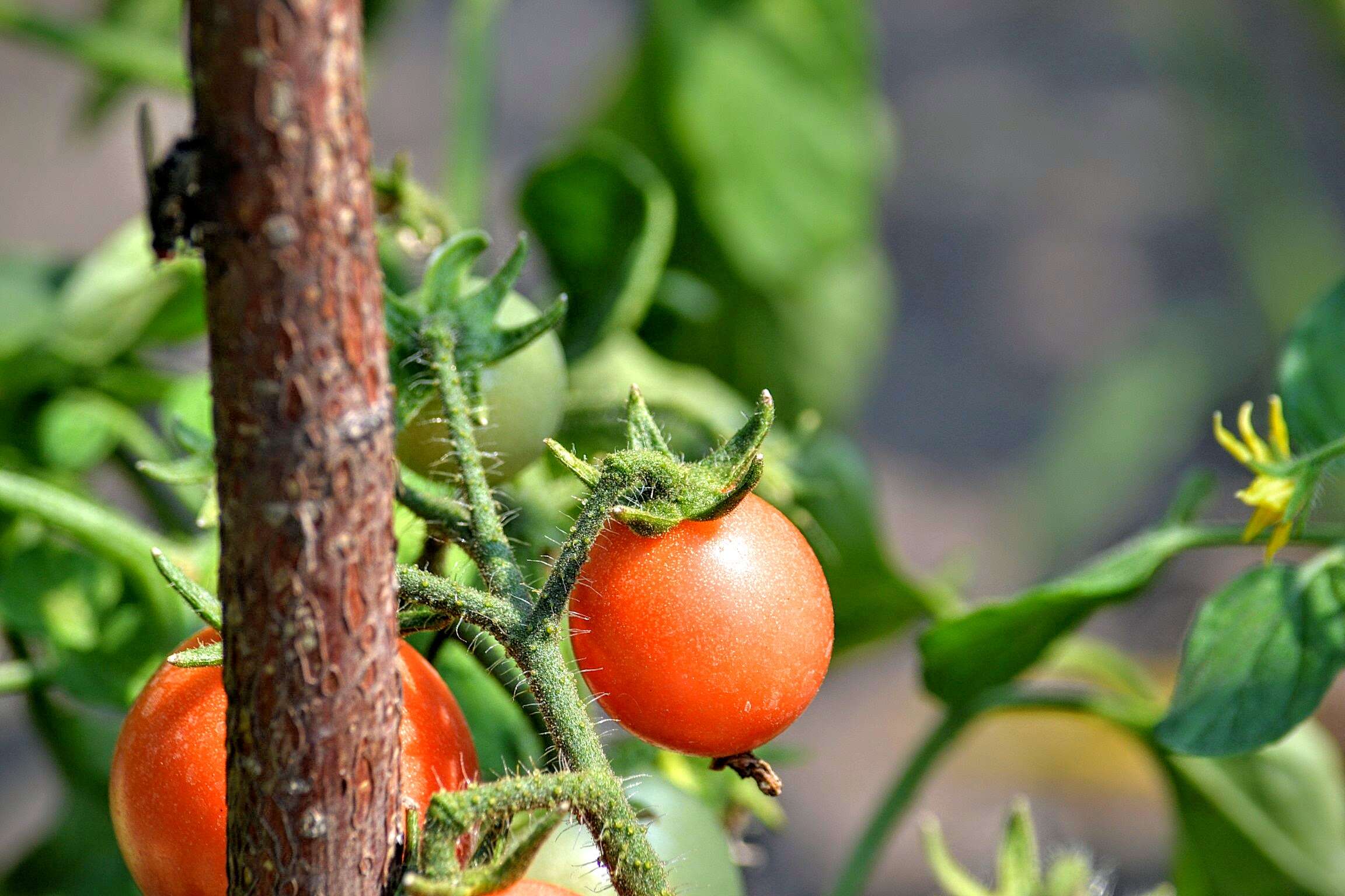 Image of tomato