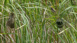 Image of Streaked Weaver