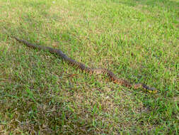 Image de Rhabdophis tigrinus (F. Boie 1826)