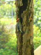 Image of Red-crowned Woodpecker